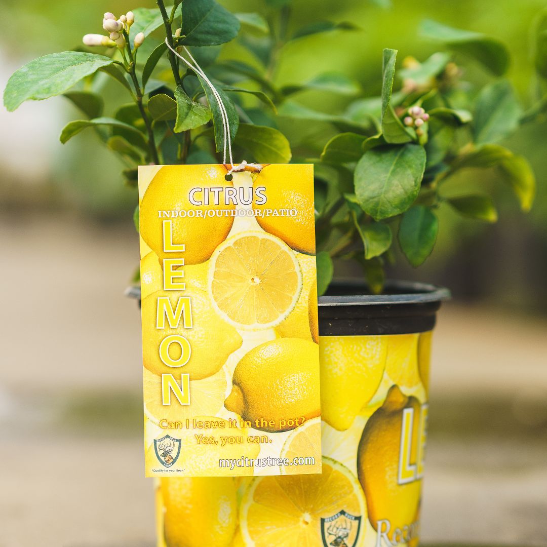 Lemon Tree – Meyer – #1 Container